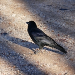 Corvus coronoides (Australian Raven) at Walgett, NSW - 4 Jul 2024 by MB