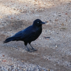 Corvus coronoides at Walgett, NSW - 4 Jul 2024