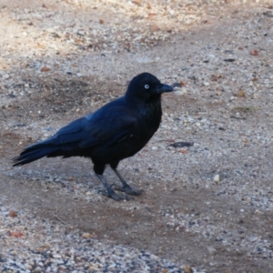 Corvus coronoides at Walgett, NSW - 4 Jul 2024 08:39 AM