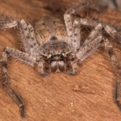 Isopeda canberrana (Canberra Huntsman Spider) at Belconnen, ACT - 4 Jul 2024 by kasiaaus