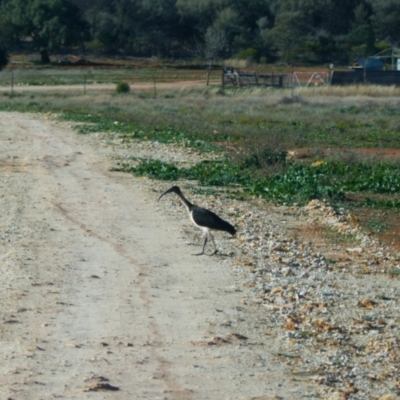 Threskiornis spinicollis (Straw-necked Ibis) at Cobar, NSW - 5 Jul 2024 by MB