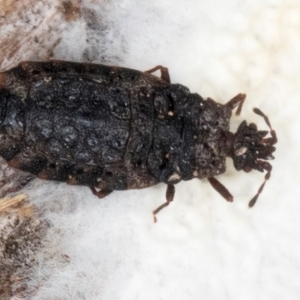 Aradidae sp. (family) at Lake Ginninderra - 4 Jul 2024