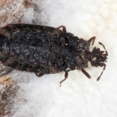 Aradidae sp. (family) (Flat bug) at Lake Ginninderra - 4 Jul 2024 by kasiaaus