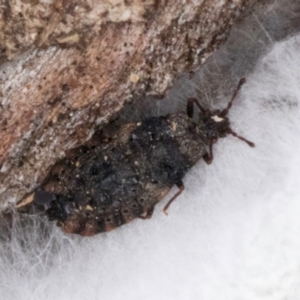 Aradidae sp. (family) at Lake Ginninderra - 4 Jul 2024