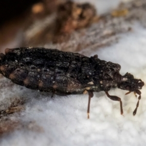 Aradidae sp. (family) at Lake Ginninderra - 4 Jul 2024