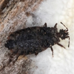 Aradidae sp. (family) at Lake Ginninderra - 4 Jul 2024