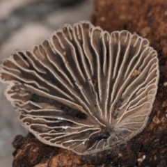 zz Agaric (stemless) at Belconnen, ACT - 4 Jul 2024 01:10 PM