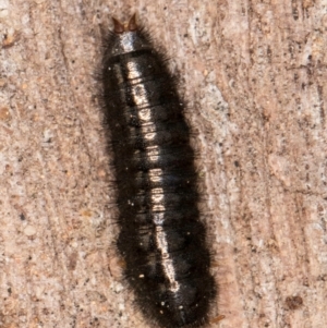 Ecnolagria sp. (genus) at Belconnen, ACT - 4 Jul 2024