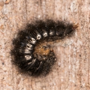 Ecnolagria sp. (genus) at Belconnen, ACT - 4 Jul 2024