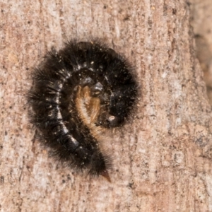 Ecnolagria sp. (genus) at Belconnen, ACT - 4 Jul 2024