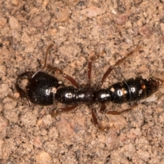 Amblyopone australis (Slow Ant) at Lake Ginninderra - 4 Jul 2024 by kasiaaus