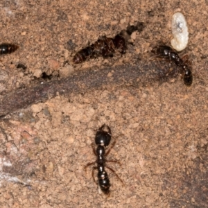 Amblyopone australis at Lake Ginninderra - 4 Jul 2024