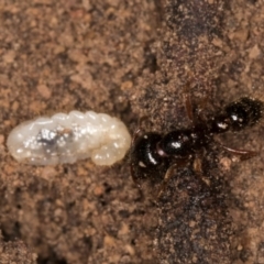 Amblyopone australis at Lake Ginninderra - 4 Jul 2024