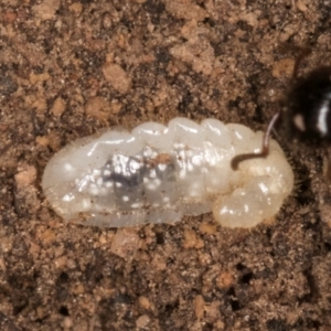 Amblyopone australis at Lake Ginninderra - 4 Jul 2024