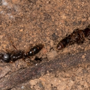 Amblyopone australis at Lake Ginninderra - 4 Jul 2024