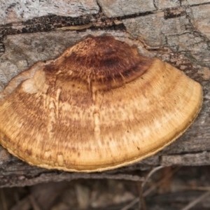 Truncospora ochroleuca at Lake Ginninderra - 4 Jul 2024