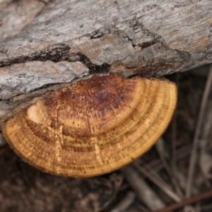 Truncospora ochroleuca at Lake Ginninderra - 4 Jul 2024