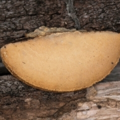 Truncospora ochroleuca at Lake Ginninderra - 4 Jul 2024