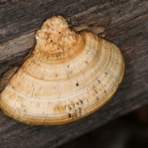 Truncospora ochroleuca at Lake Ginninderra - 4 Jul 2024