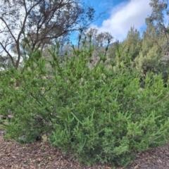 Grevillea iaspicula (Wee Jasper Grevillea) at Birrigai - 4 Jul 2024 by jac