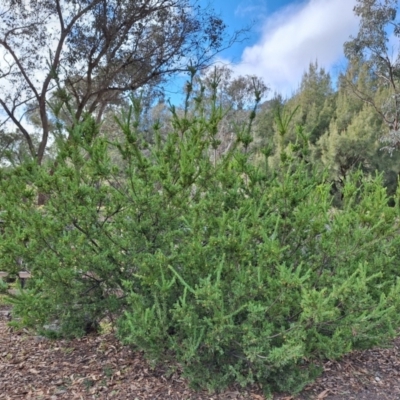 Grevillea iaspicula (Wee Jasper Grevillea) at Birrigai - 4 Jul 2024 by jac