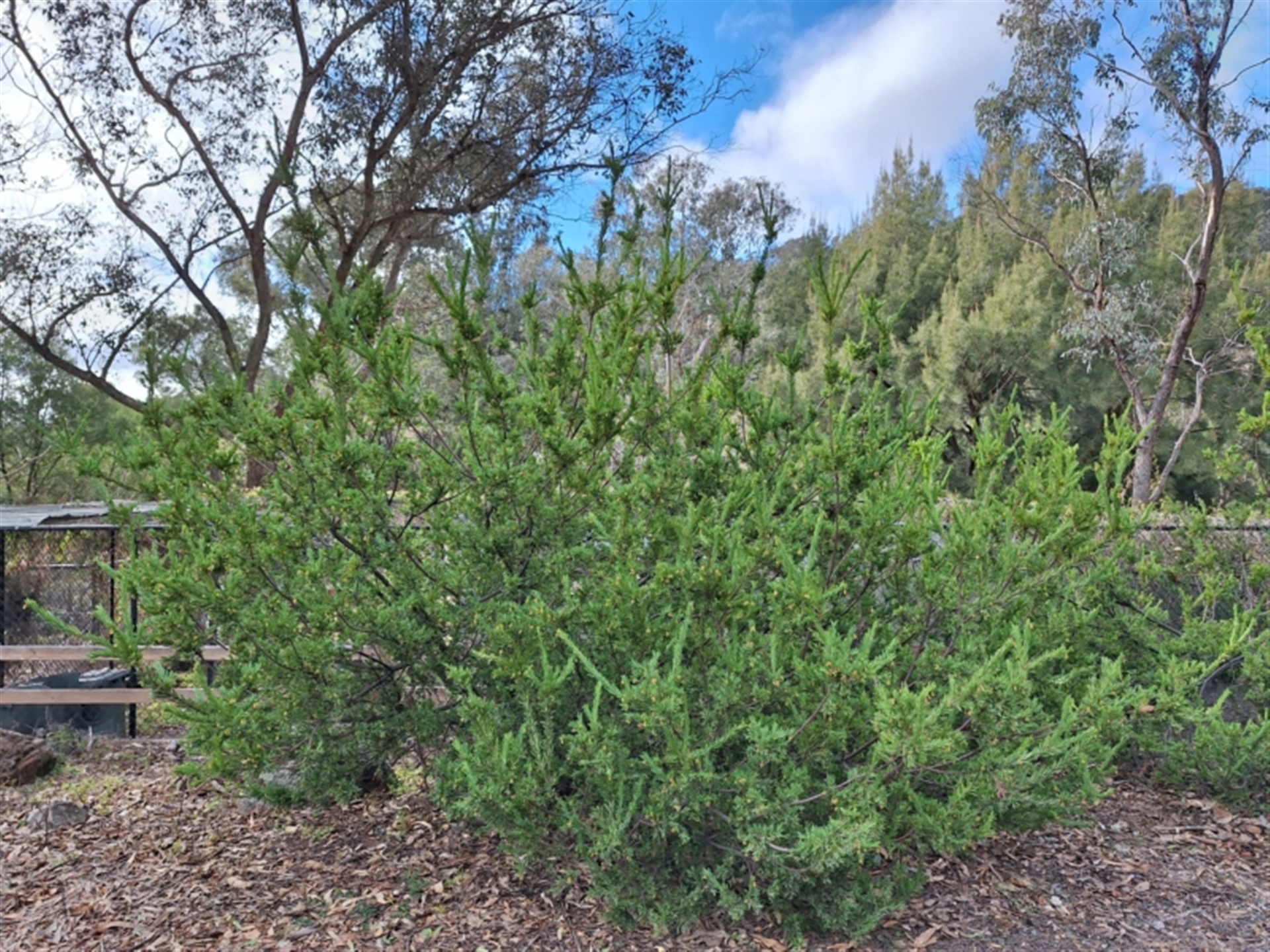 Grevillea iaspicula at Birrigai - Canberra & Southern Tablelands