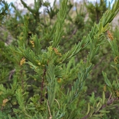 Grevillea iaspicula at Birrigai - suppressed