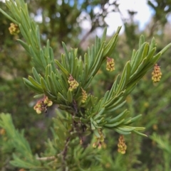 Grevillea iaspicula at Birrigai - suppressed