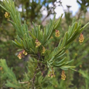 Grevillea iaspicula at Birrigai - suppressed