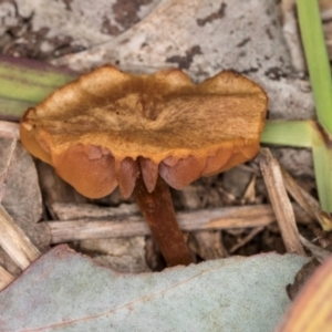 Laccaria sp. at Lake Ginninderra - 4 Jul 2024