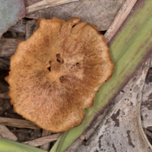 Laccaria sp. at Lake Ginninderra - 4 Jul 2024