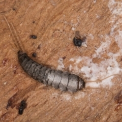 Unverified Silverfish (Zygentoma) at Lake Ginninderra - 4 Jul 2024 by kasiaaus