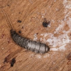 Unidentified Silverfish (Zygentoma) at Lake Ginninderra - 4 Jul 2024 by kasiaaus