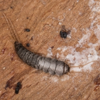 Unverified Silverfish (Zygentoma) at Lake Ginninderra - 4 Jul 2024 by kasiaaus
