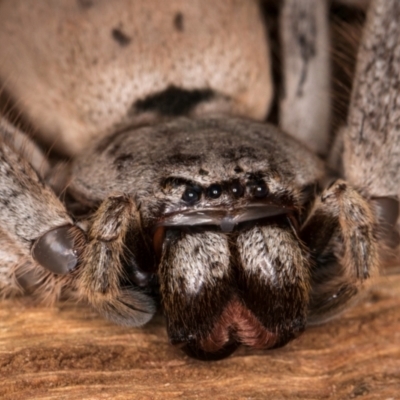 Isopeda canberrana (Canberra Huntsman Spider) at Lake Ginninderra - 4 Jul 2024 by kasiaaus