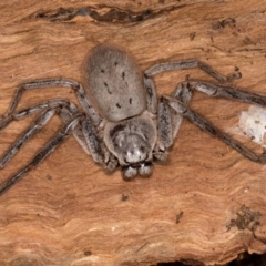 Isopeda canberrana at Lake Ginninderra - 4 Jul 2024 01:33 PM