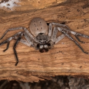 Isopeda canberrana at Lake Ginninderra - 4 Jul 2024 01:33 PM