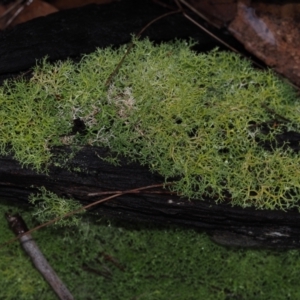 Cladia aggregata at Dalmeny, NSW - 5 Jul 2024