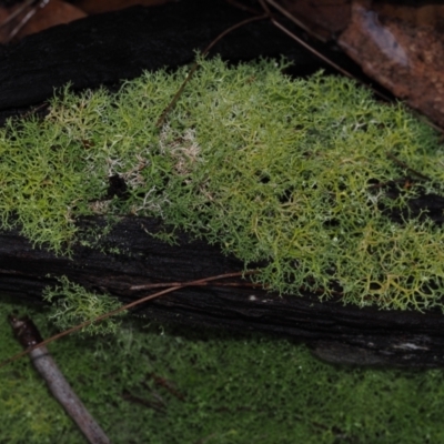 Cladia aggregata (A lichen) at Dalmeny, NSW - 5 Jul 2024 by Bushrevival