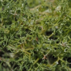 Cladia aggregata at Dalmeny, NSW - 5 Jul 2024