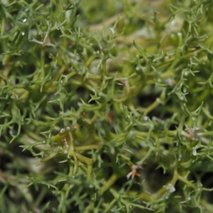 Cladia aggregata at Dalmeny, NSW - 5 Jul 2024