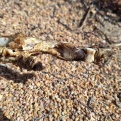 Macropodidae (family) at Birrigai - 4 Jul 2024