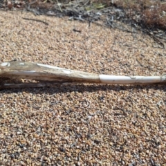 Macropodidae (family) at Birrigai - 4 Jul 2024