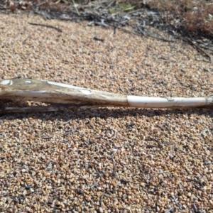 Macropodidae (family) at Birrigai - 4 Jul 2024