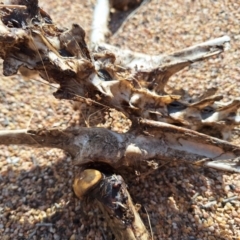 Macropodidae (family) at Birrigai - 4 Jul 2024