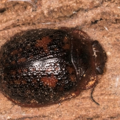 Trachymela sp. (genus) (Brown button beetle) at Lake Ginninderra - 4 Jul 2024 by kasiaaus