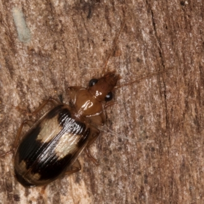 Trigonothops sp. (genus) (Bark carab beetle) at Lake Ginninderra - 4 Jul 2024 by kasiaaus