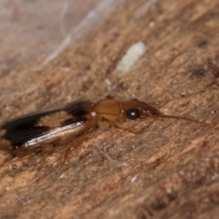 Trigonothops sp. (genus) at Lake Ginninderra - 4 Jul 2024 01:39 PM