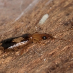 Trigonothops sp. (genus) at Lake Ginninderra - 4 Jul 2024