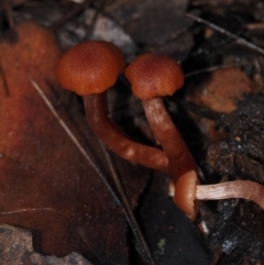 Laccaria sp. (Laccaria) at Dalmeny, NSW - 5 Jul 2024 by Bushrevival